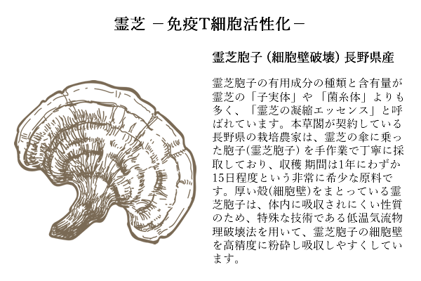 honsoureishihoushi_07