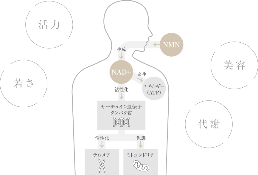 NMNとは？