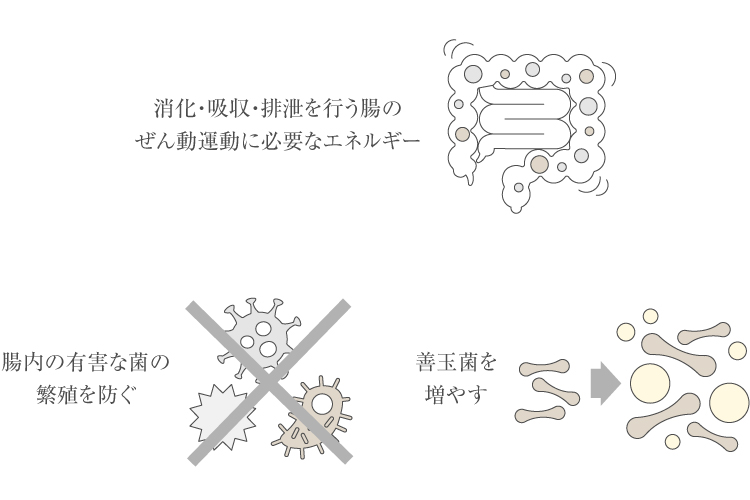 短鎖脂肪酸とは？