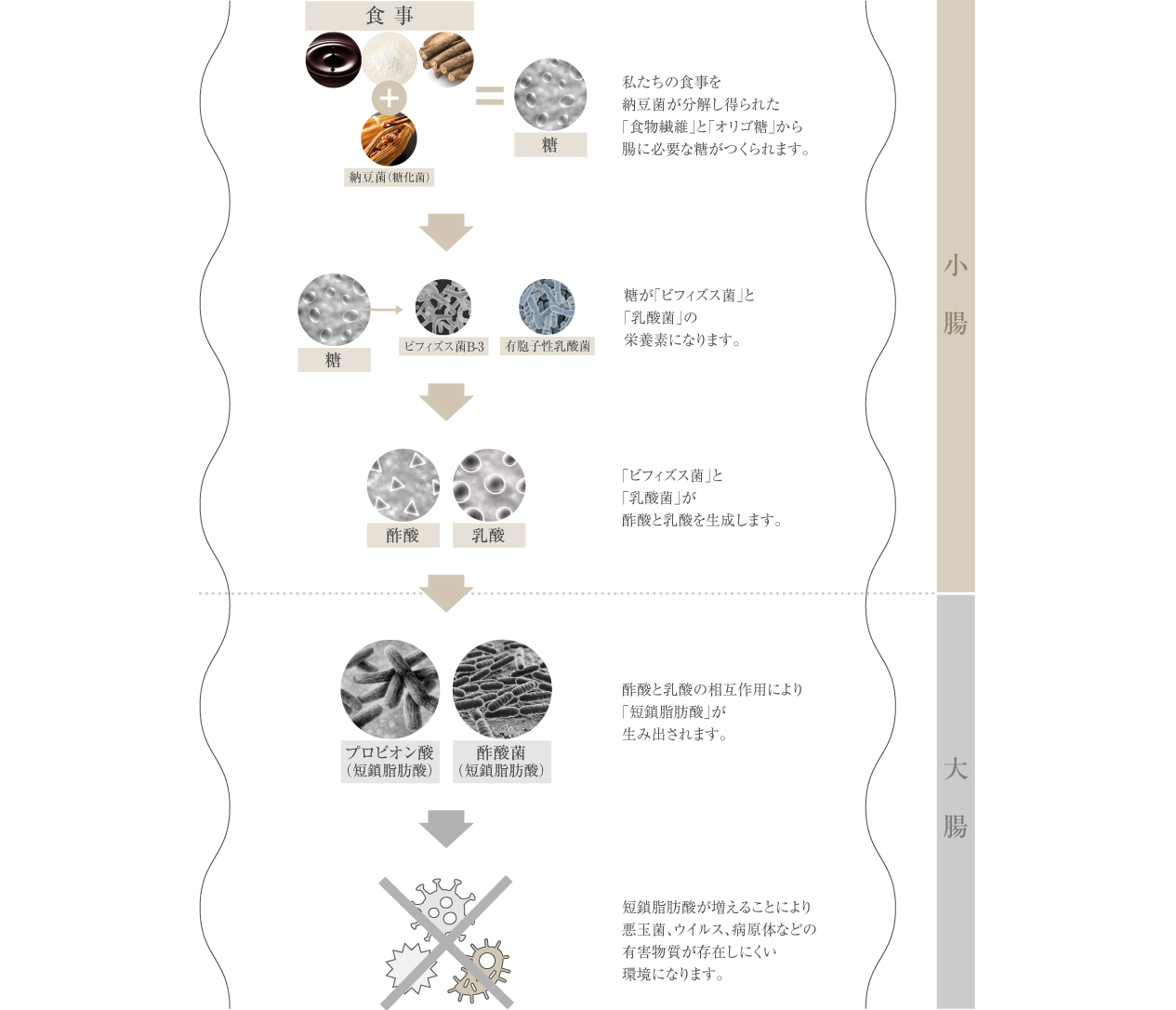 「LUXURY PROBIOTICS+」による腸内フローラへの働き