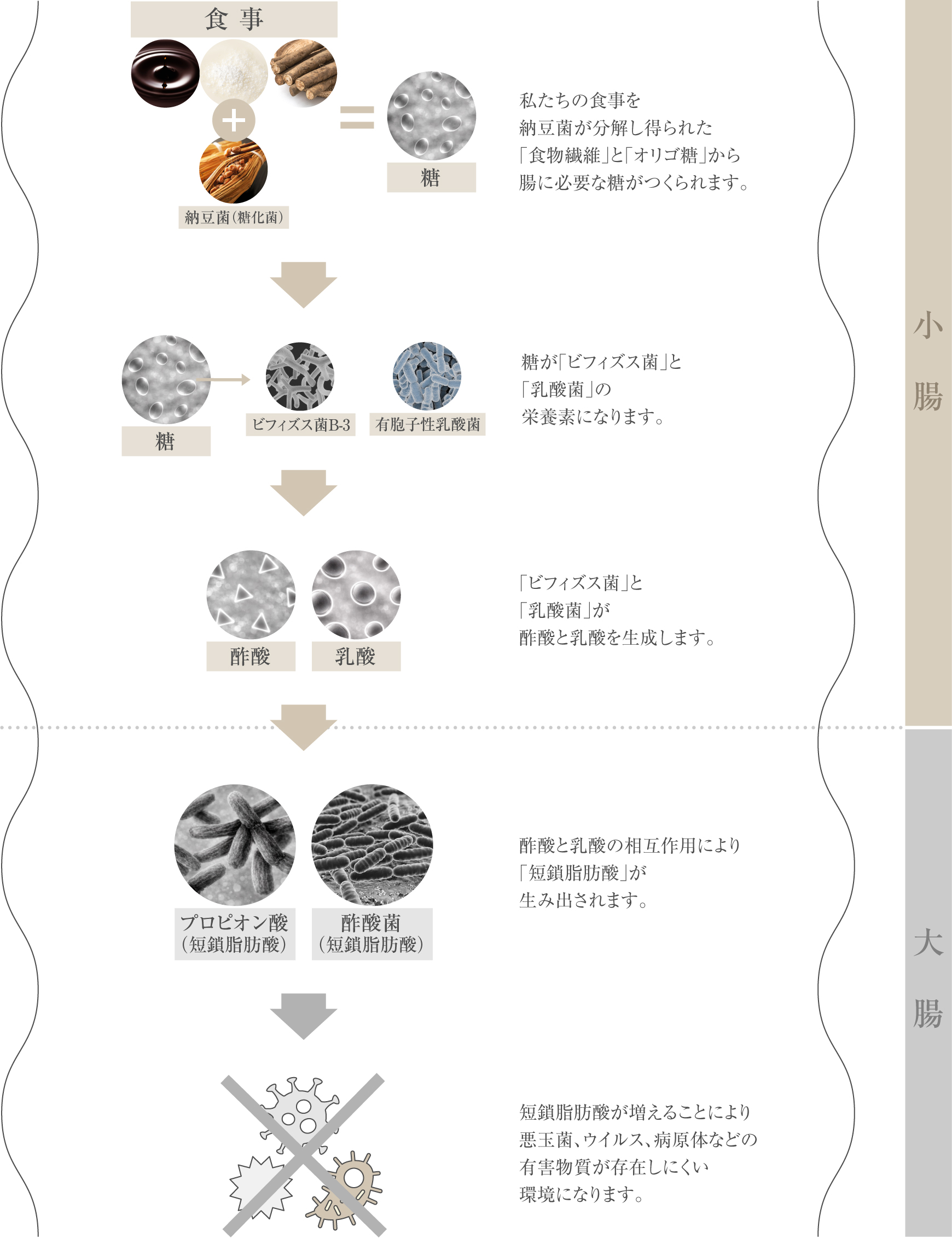 「LUXURY PROBIOTICS+」による腸内フローラへの働き