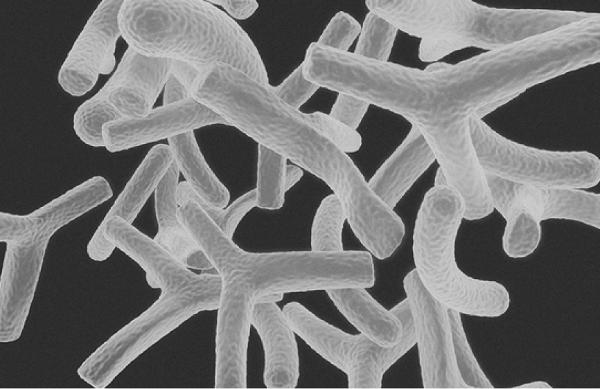 ビフィズス菌B-3