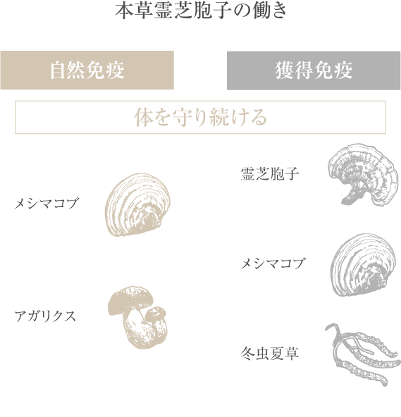 本草霊芝胞子の働き