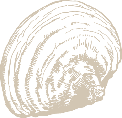 メシマコブ（桑黄）