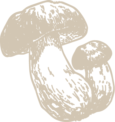 アガリクス（姫松茸）